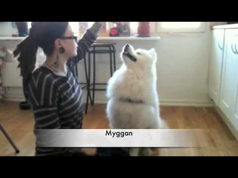 how to train samoyed