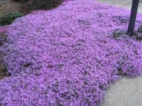 how to transplant creeping phlox