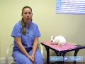 Pet Rabbit Care : Taking Your Pet Rabbit to the Vet