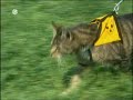 Mensch Markus - Blindenkatze
