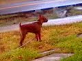 Miniature pinscher and rott Miniature pinscher and rott