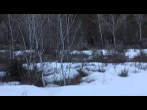Bigfoot sighting at American Fork Canyon