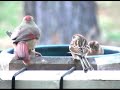 Birds at my feeder