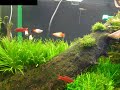 Aquário Plantado, 127 litros. Plantado há 5 meses, fauna em introdução ainda. Filtragem: Jebo 839 (1500 lh), iluminação (260w) - ligadas 11 horas por dia. Injeção de CO2 - garrafa pet, controlada por equipo de soro - 1 bolha a cada 5 seg. Dureza carbonatada = 4 e ph estabilizado em 6.8 