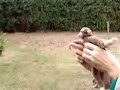 Another monkey video Another monkey video