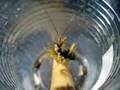 creobroter sp.
