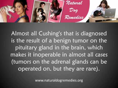 how to treat cushings in dogs