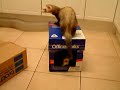 Cute  Ferrets JiJi & JuJu  B 'day