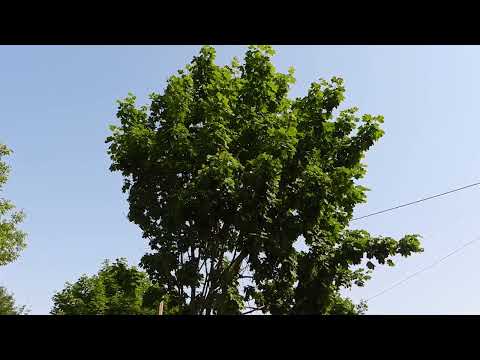 Барановичи день за днем. 20.06.22.