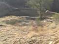 Amago MX Huge Stepdown
