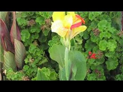 how to transplant gladiolus bulbs