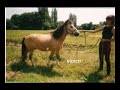 Service recherche chevaux perdus de vue Service recherche chevaux perdus de vue