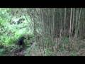 videos de Rwanda - Parc National des Volcans Part 1