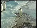 Pinguim