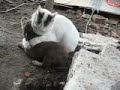 Doi catei si un motan