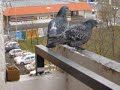 Pigeons