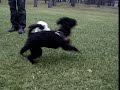 Minni ja villakoira osa 1