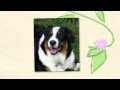 Purebred Breeders Best Online Puppy Seller With No Complaints