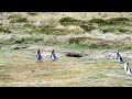Penguins in the Seno Otway, part3