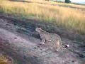Cheetah walking past our car