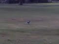 Crows Eating Dog Hair