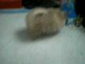 videos de pom puppy.mov