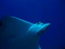 Spotted Eagle ray Turks and Caicos