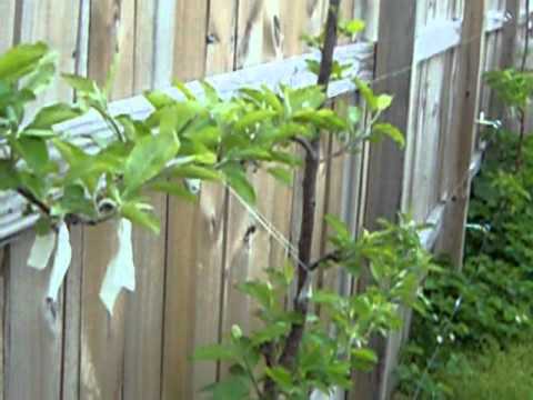 how to espalier an apple tree