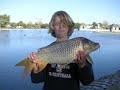 Golden Sportfish