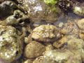 Rock Crab!