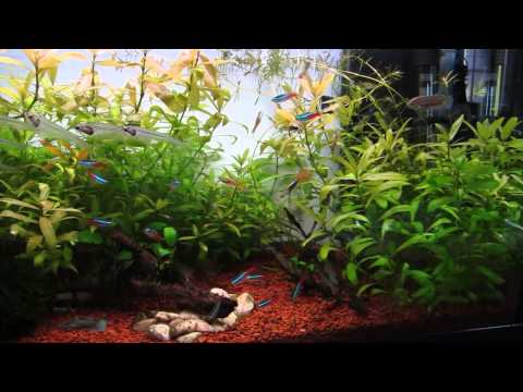 how to grow aquarium plants fast