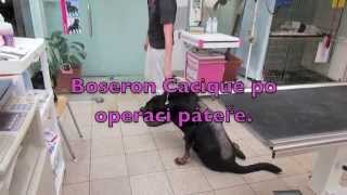 Operace páteře psa | meziobratlové ploténky