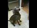 Stella Weim Wishes You A Happy Thanksgiving