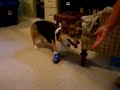 tony two toes (www.animalorthocare.com)