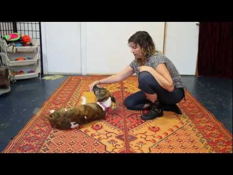 how to train dog to roll over
