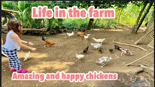 FEEDING CHICKENS LIFE IN THE FARM