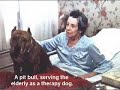 The Truth about pit bulls