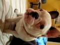 buldog francuski fibi