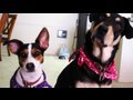 Crazy Dogs Attack! (7.31.09 - Day 92)