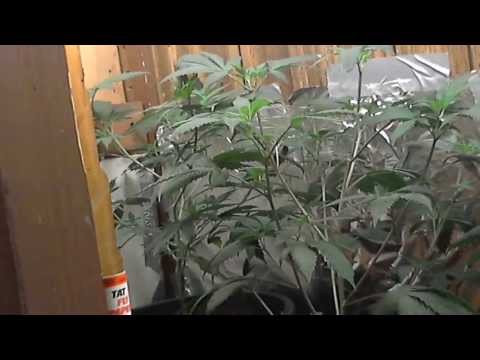 how to transplant flowers without shock