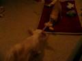 videos de The sliding pet bed