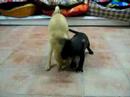B & G playing