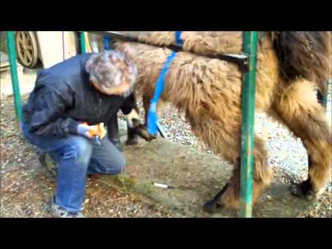 how to care for llamas