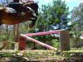 videos de Painful Horse FALL!