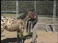 Monty Roberts Gentling Your Spooky Horse