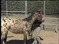 Monty Roberts Gentling Your Spooky Horse Monty Roberts Gentling Your Spooky Horse