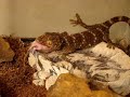 tokay III tokay III