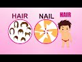Learn about Human Body Parts For Kids - HAIR
