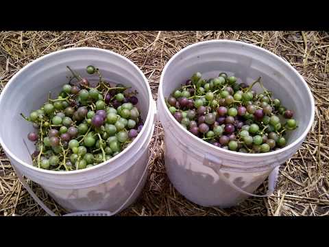 how to fertilize elderberries