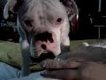 Worried Boxer